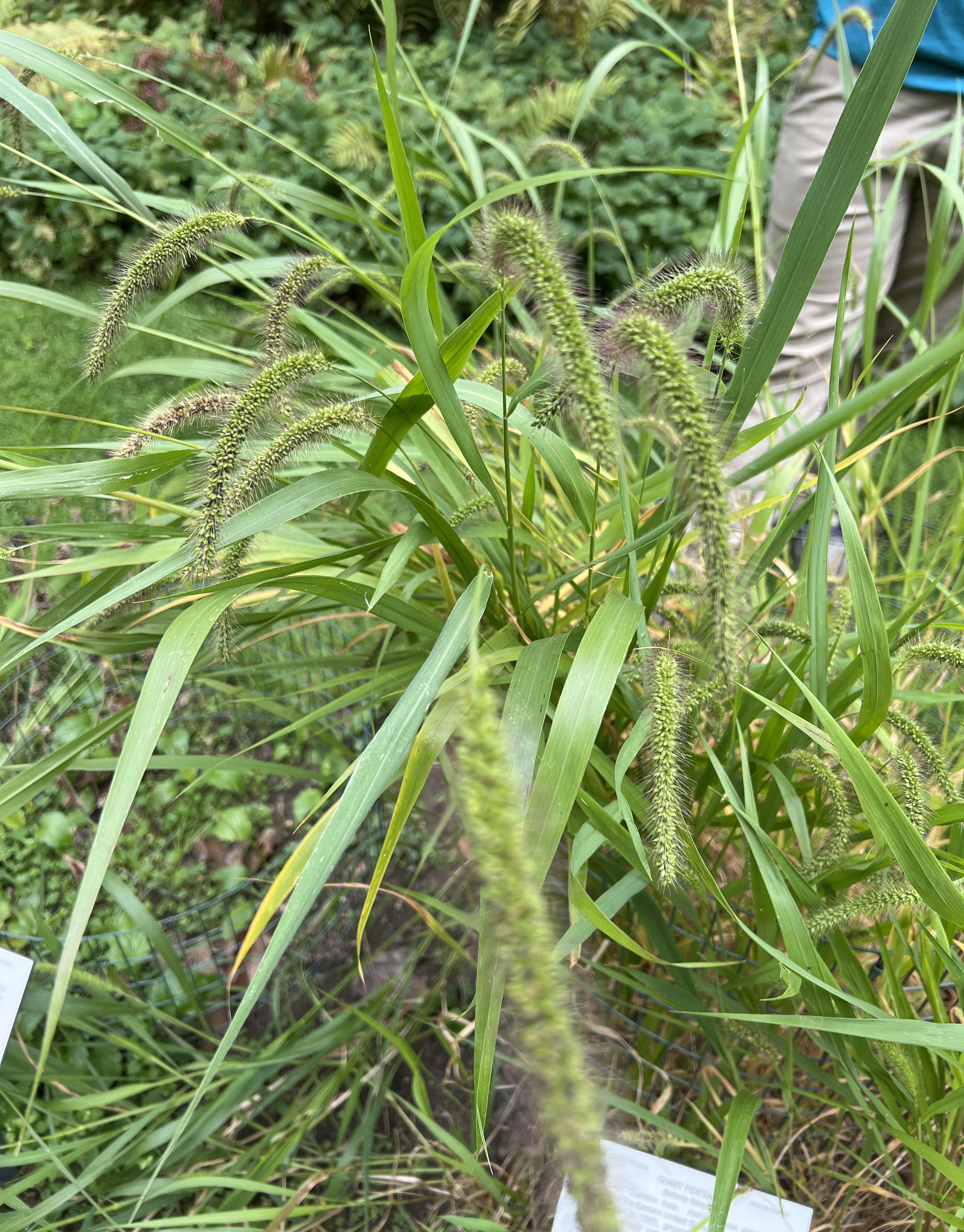 Giant foxtail